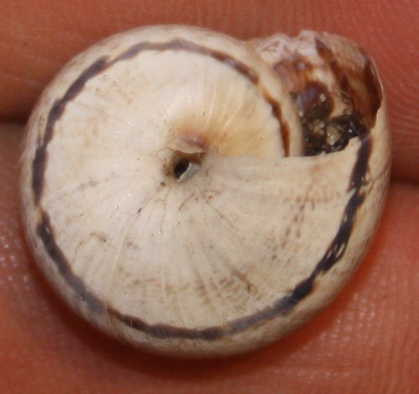 Helicidae da identificare